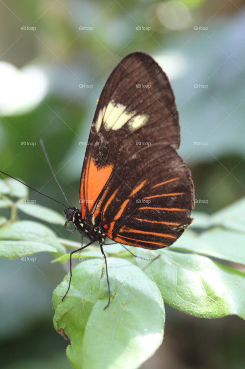black and red butterfly