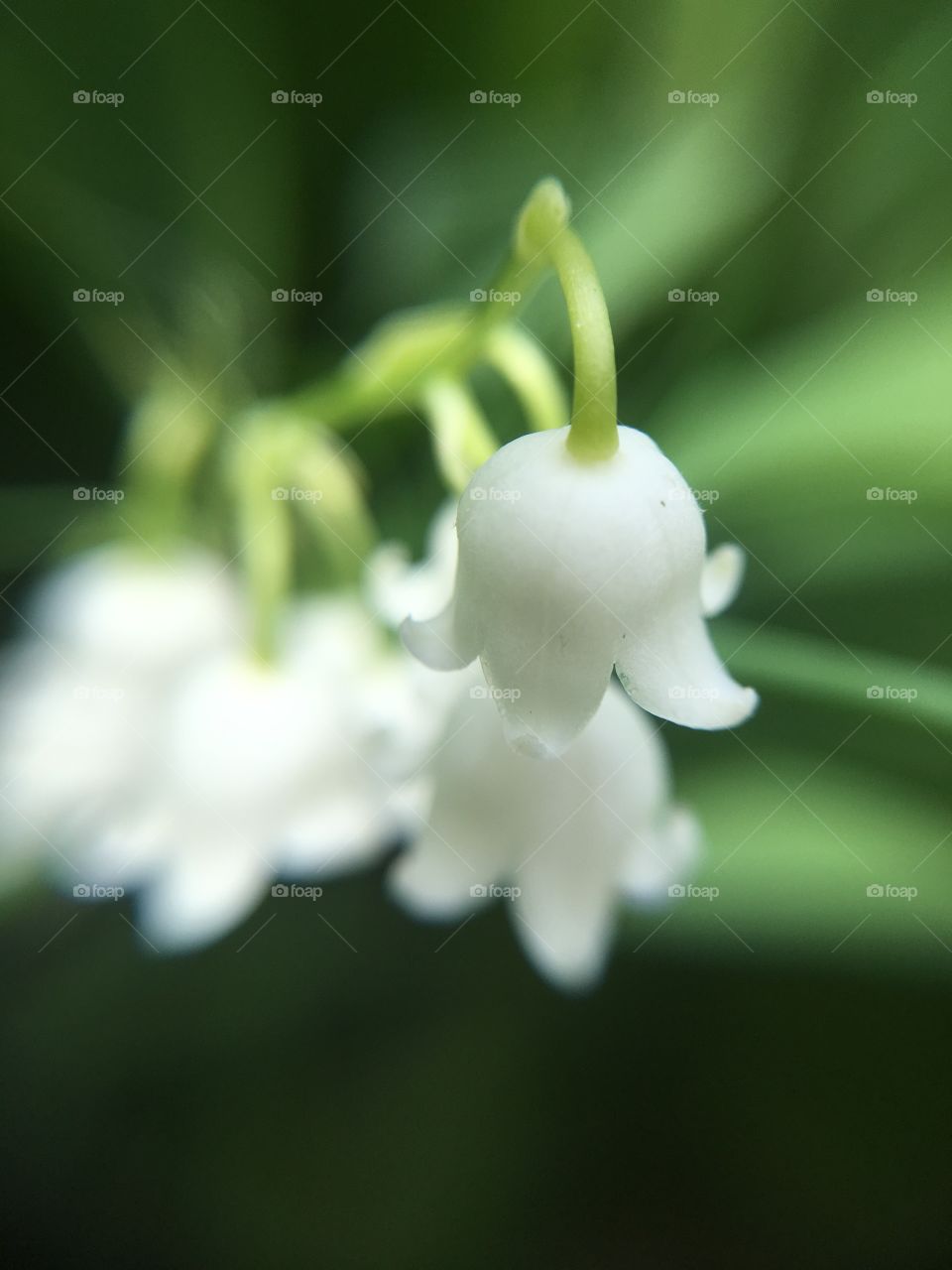 Lily of The Valley