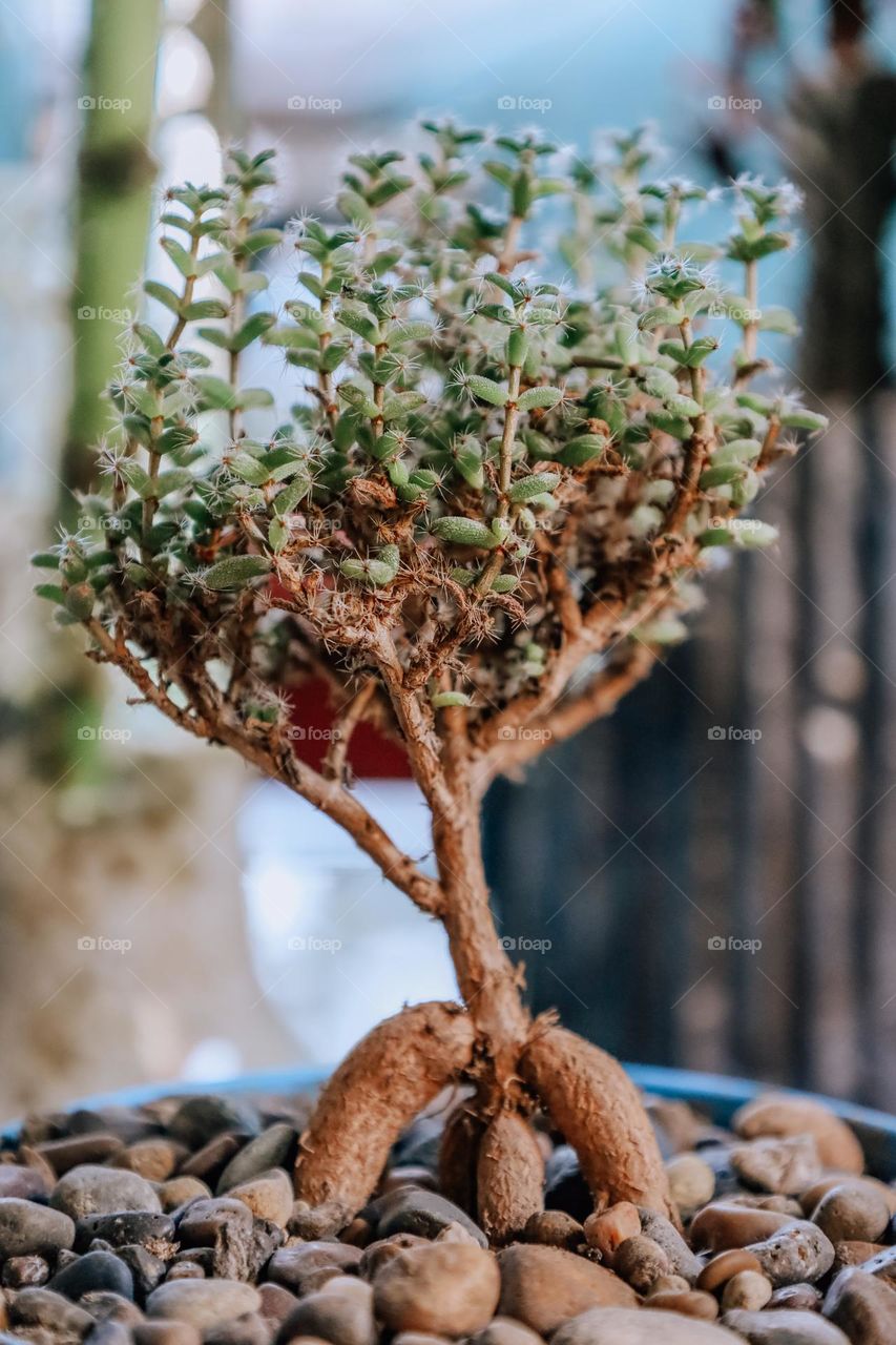 Close up of a cactus bonsai 