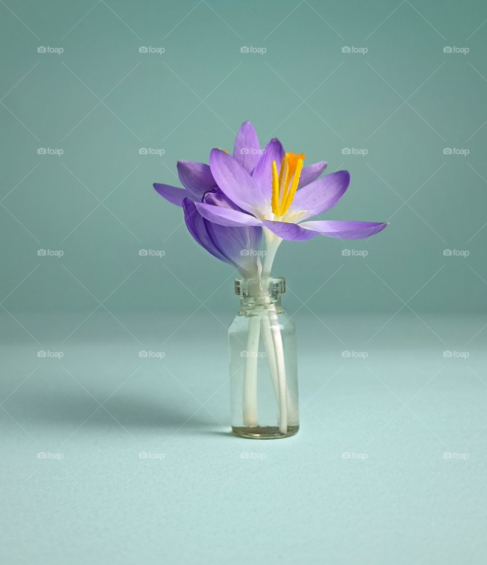 crocuses in a glass vase