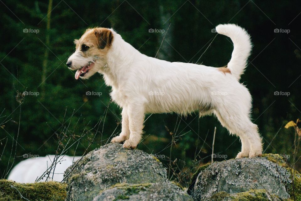 Dog standing on rock