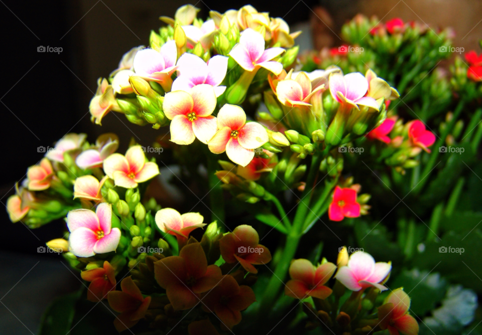 nature flower colorful new york by delvec