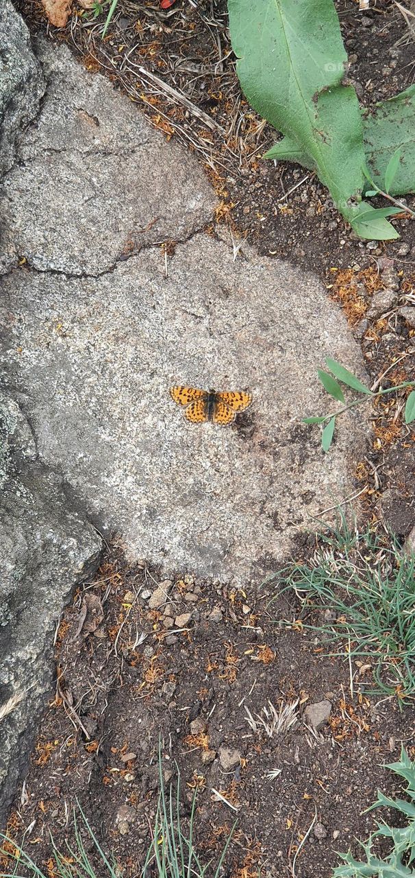 A butterfly in autumn day...