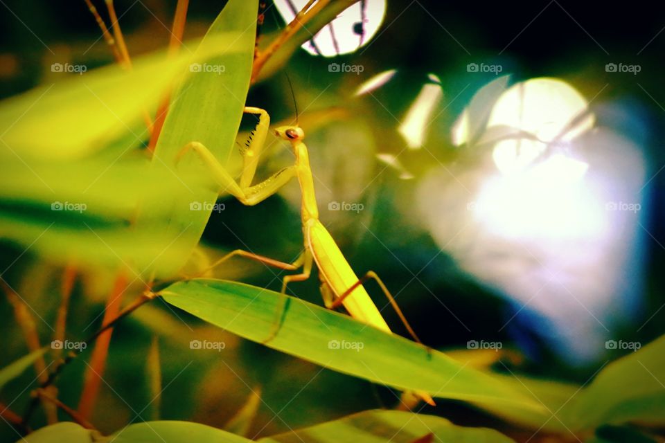 Pray Mantis