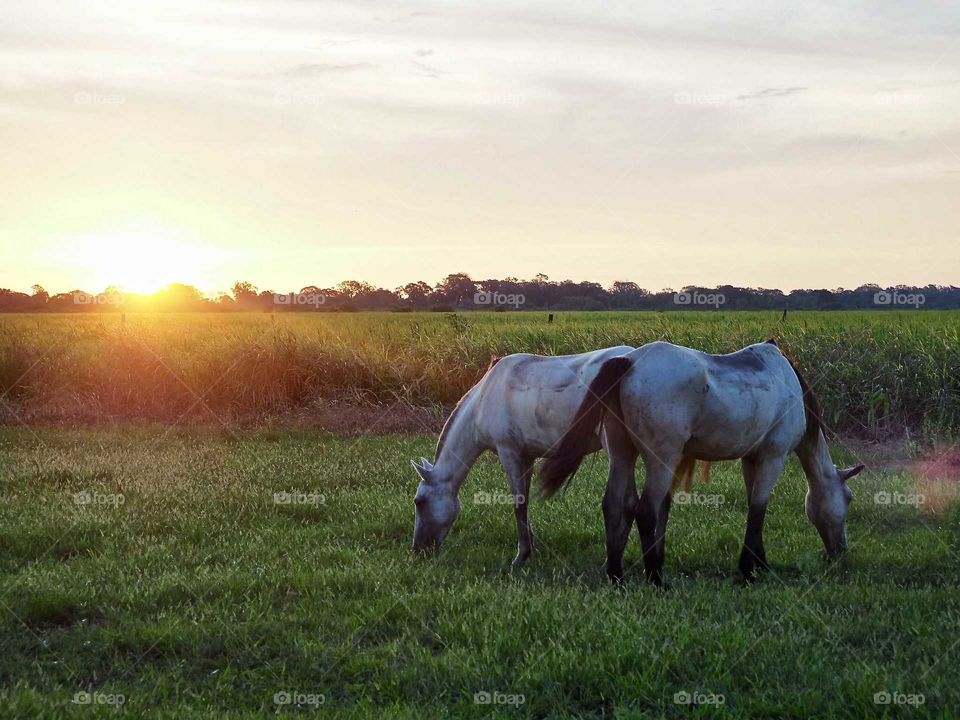 Horses grazing