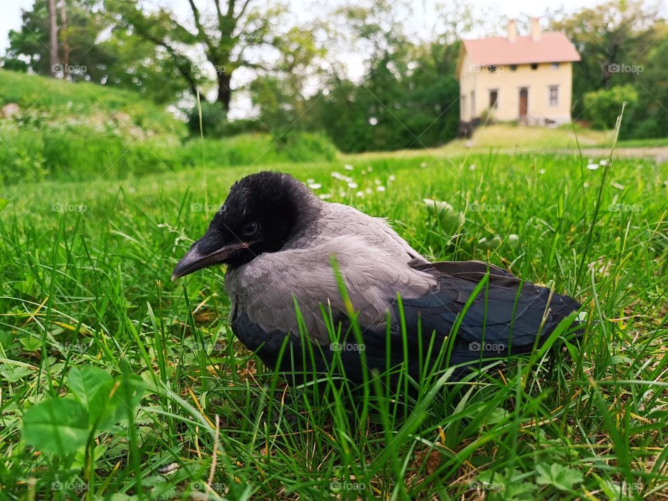 Close-up of a young crow sitting on green grass in front of a tiny house