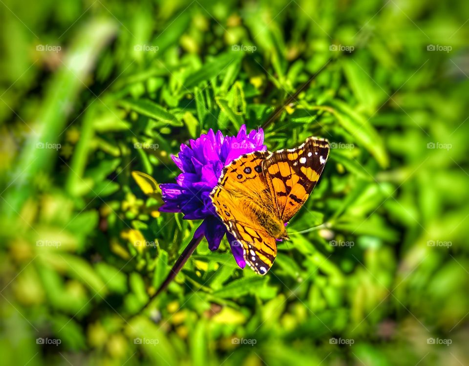 Foap Mission Flora And Fauna! Stunning Macro Shot Colorful Butterfly On A Bright Purple Flower With Blurred Background Of Green Leaves!