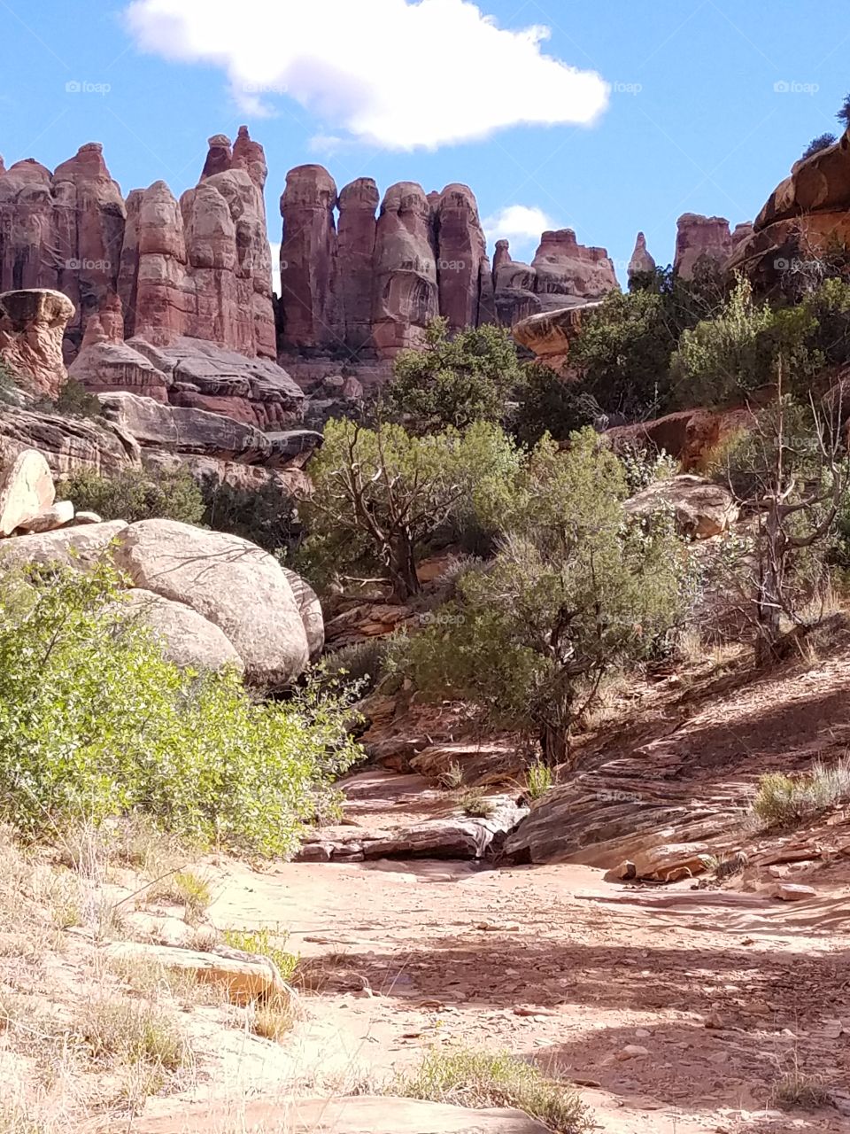 Hiking through needles at canyon