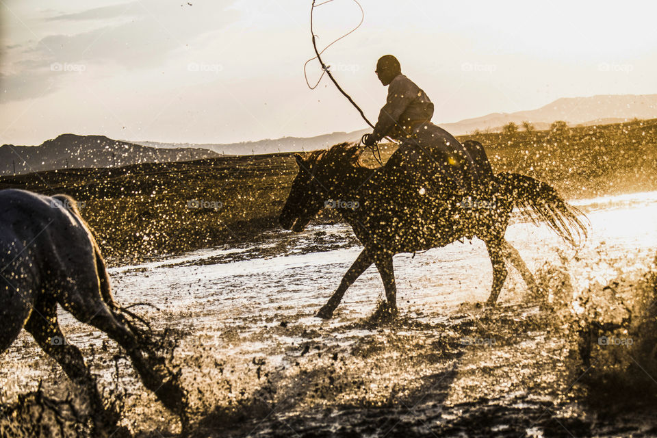 horses running in the river