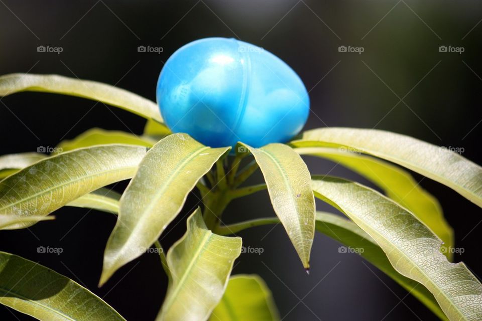 Egg on plant