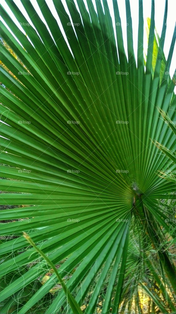 Palm leaf