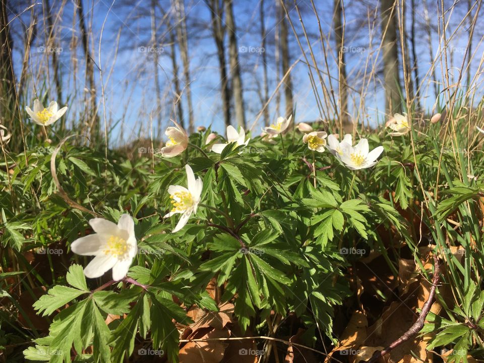 Wood anemone