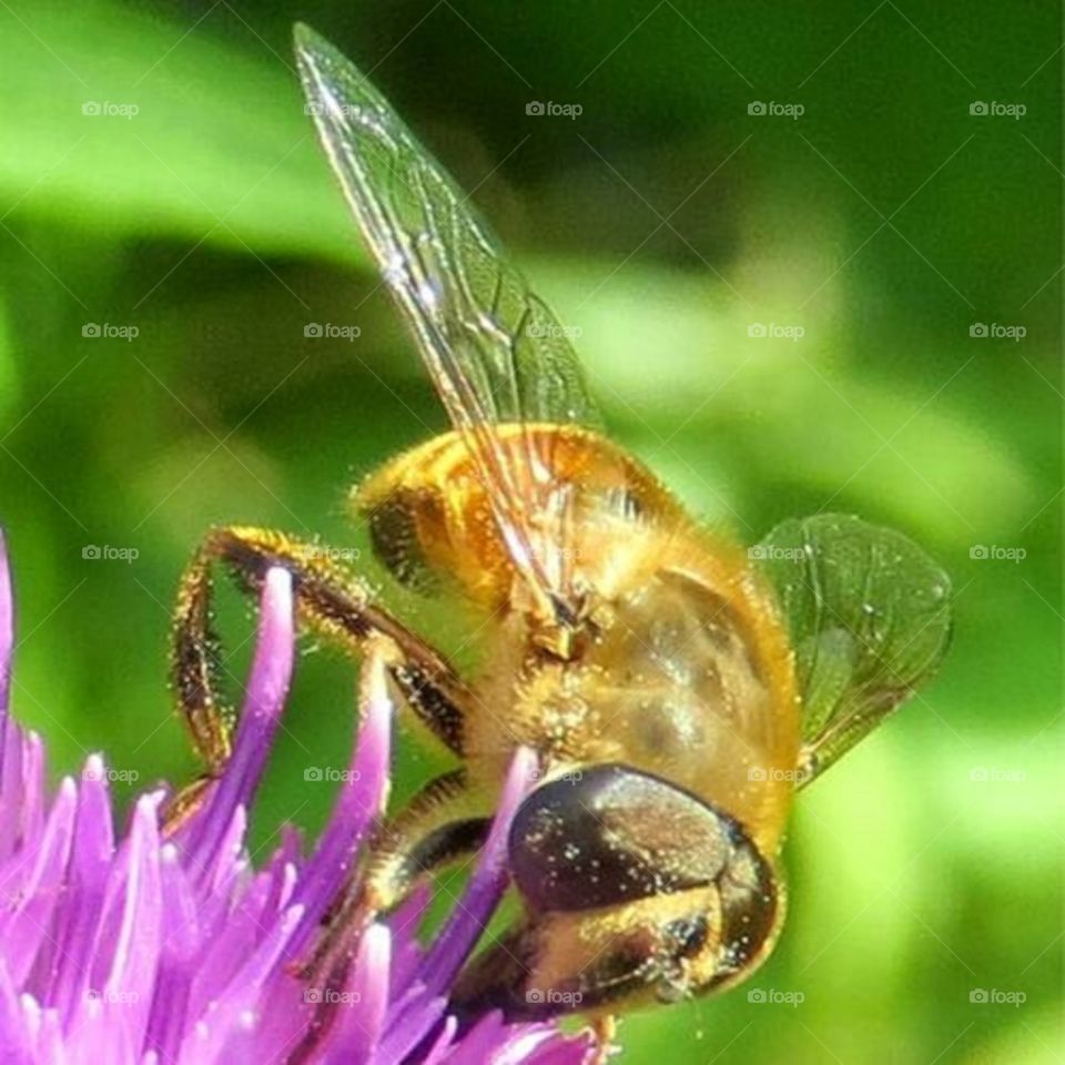 Bee pollinating on flower