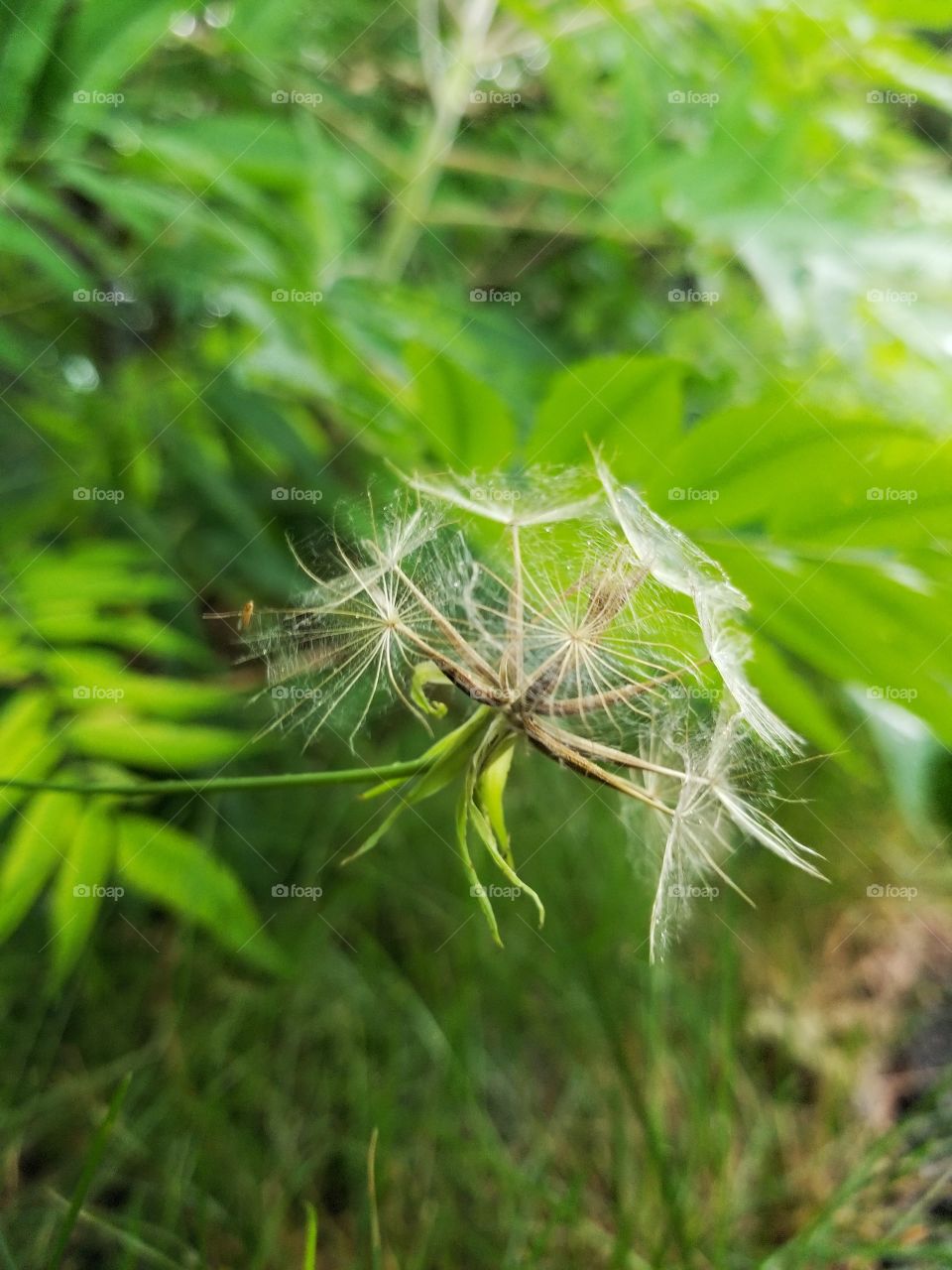 Wet dandelion