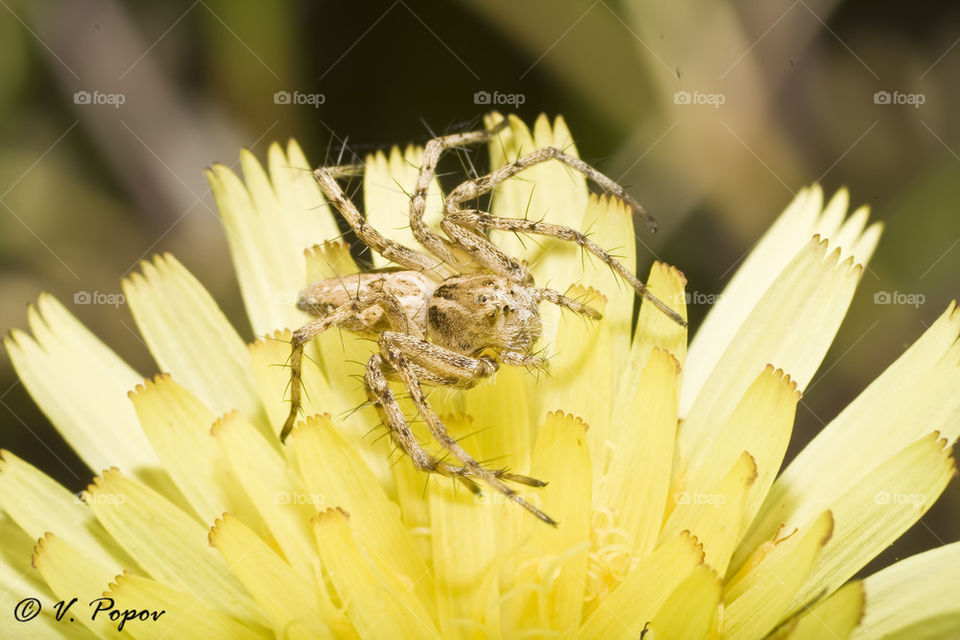 Lynx spider