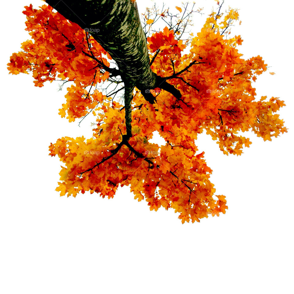 Looking up at Autumn