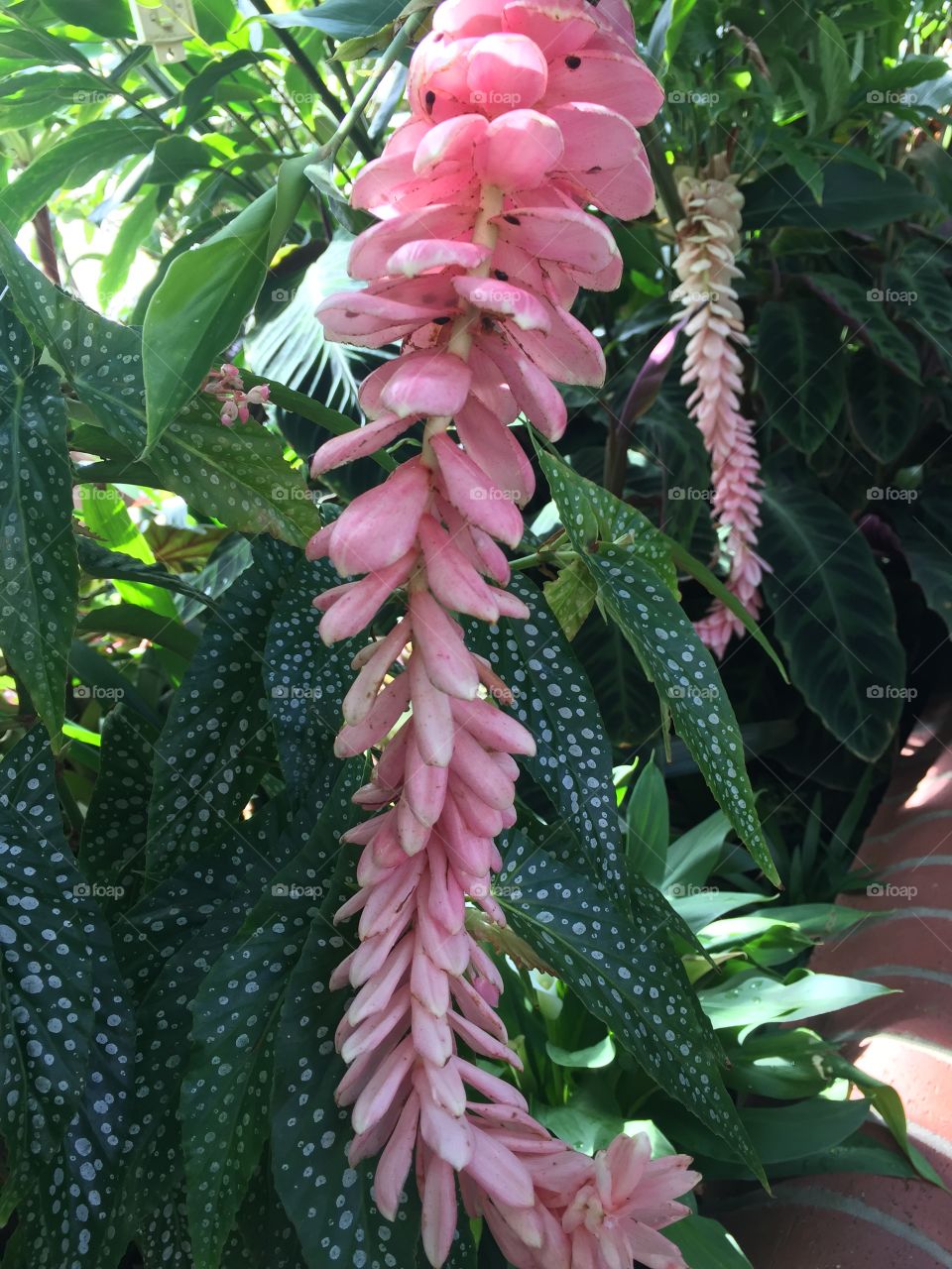 Pink cascading plant