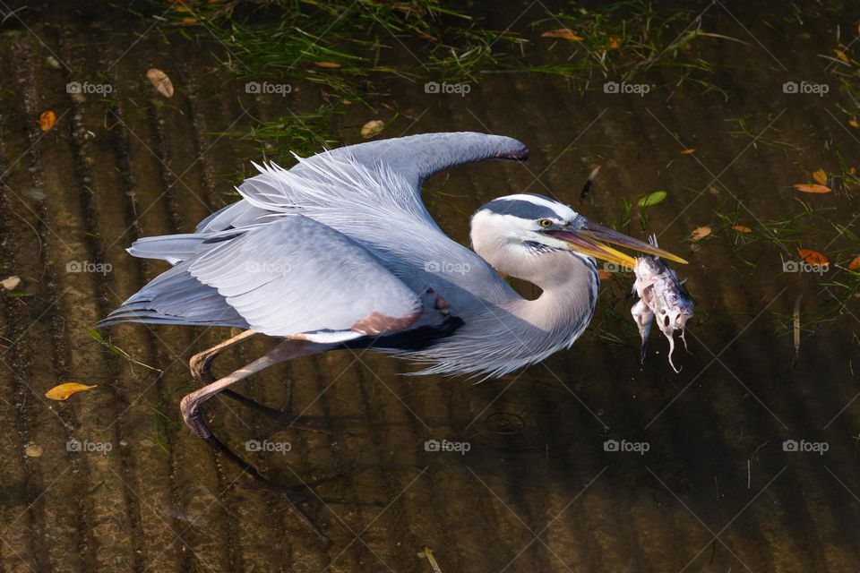 large gray heron with a fish in its beak is about to take off into flight