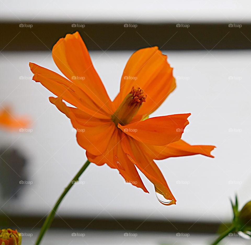 Orange flower