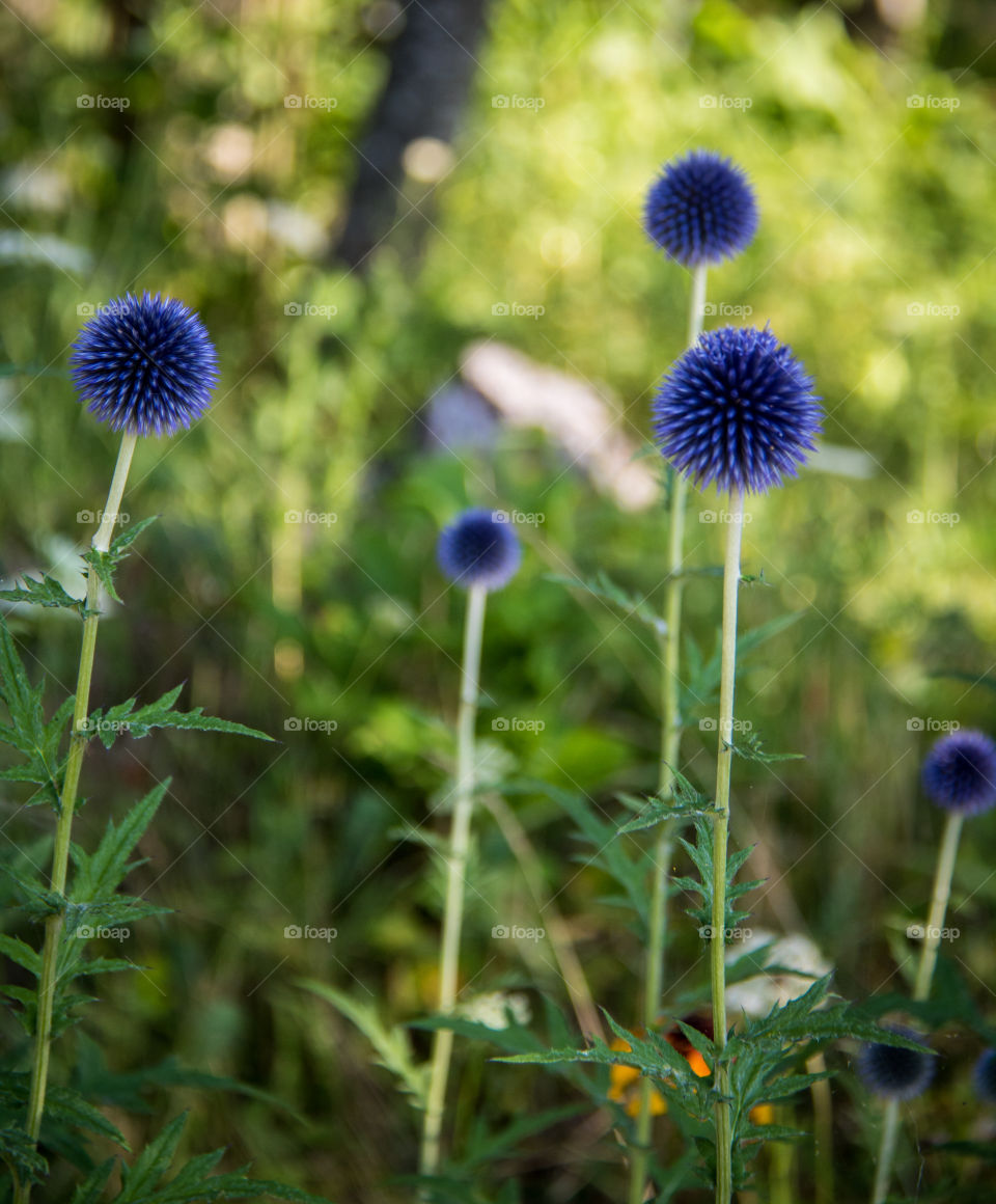 Globe flowers 