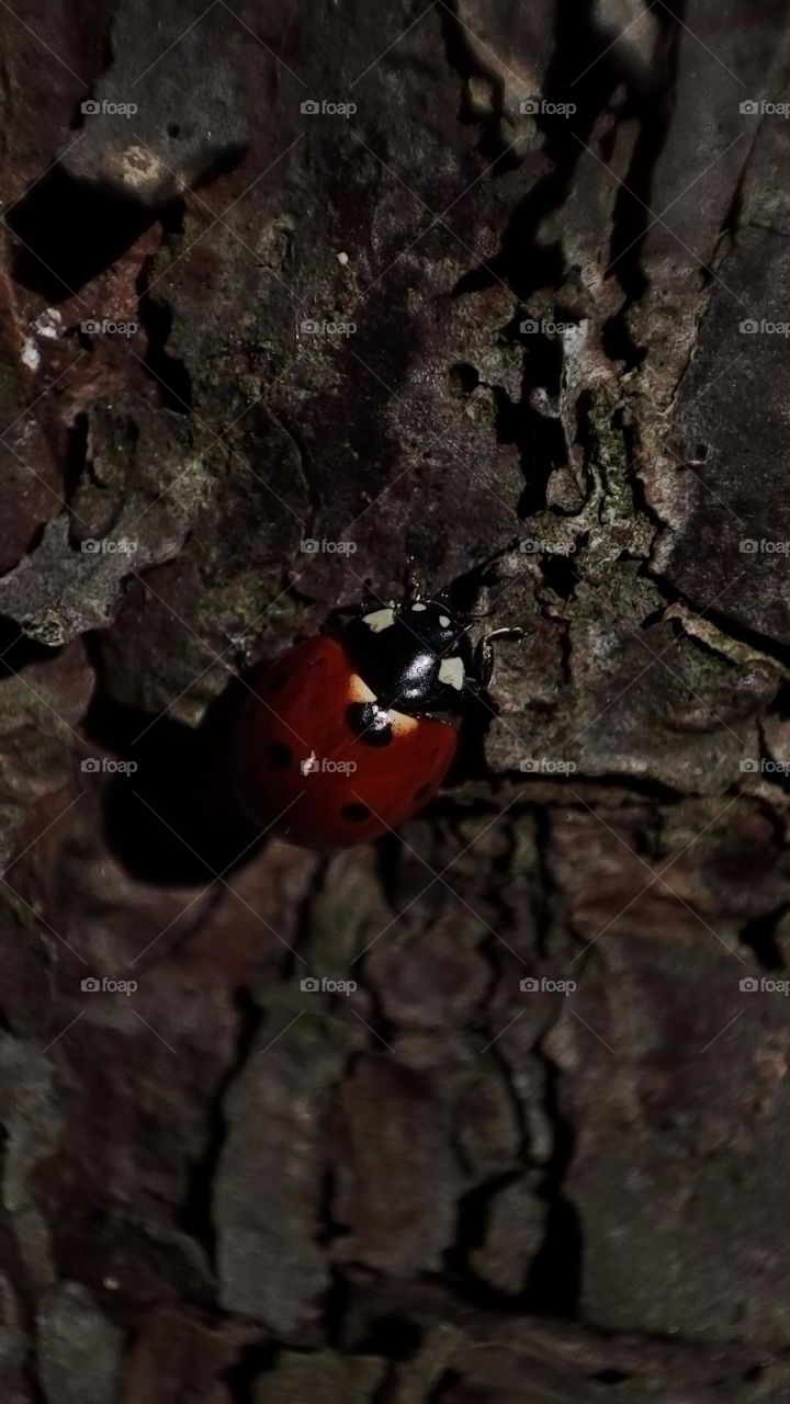 Macro photo of a ladybug in the autumn forest