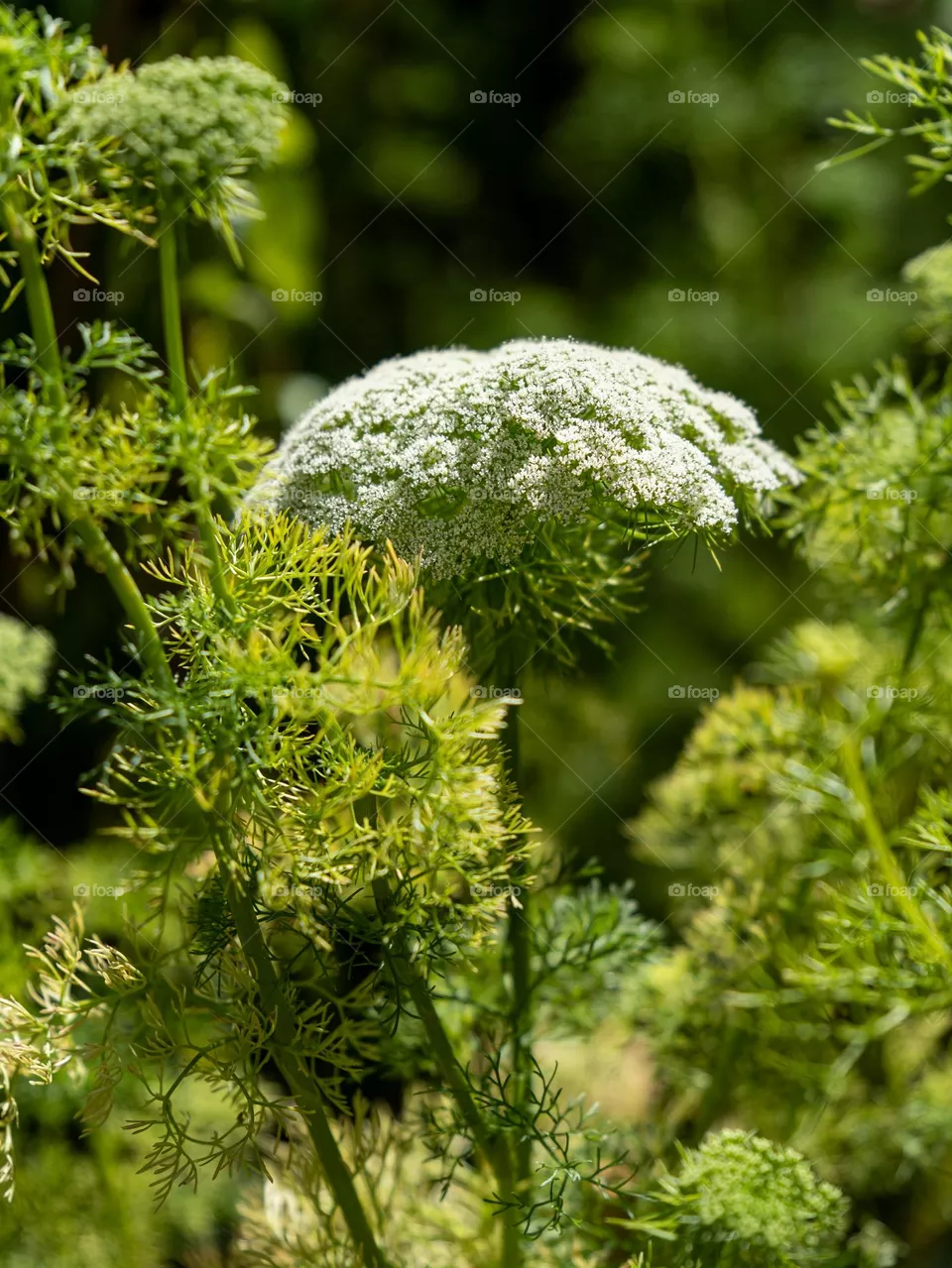 Beautiful white flower