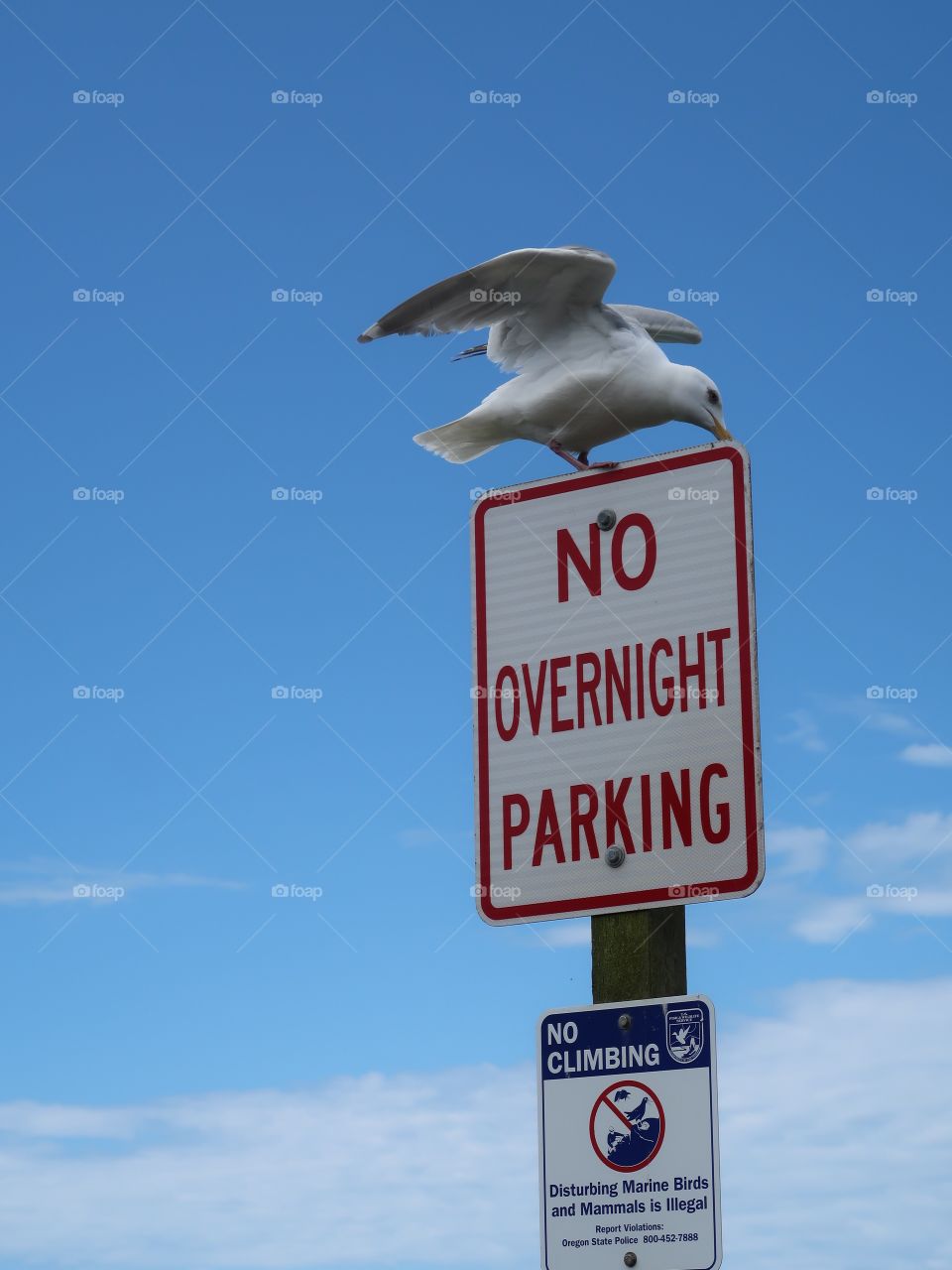 A seagull stands on a "No Parking" sign on the Oregon coast proving that he can park wherever he wants to. 