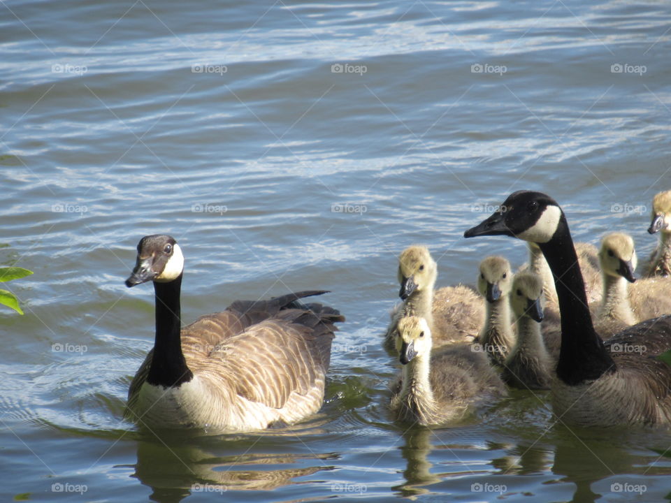 Family of Geese along the Columbia River in Vancouver, WA. 