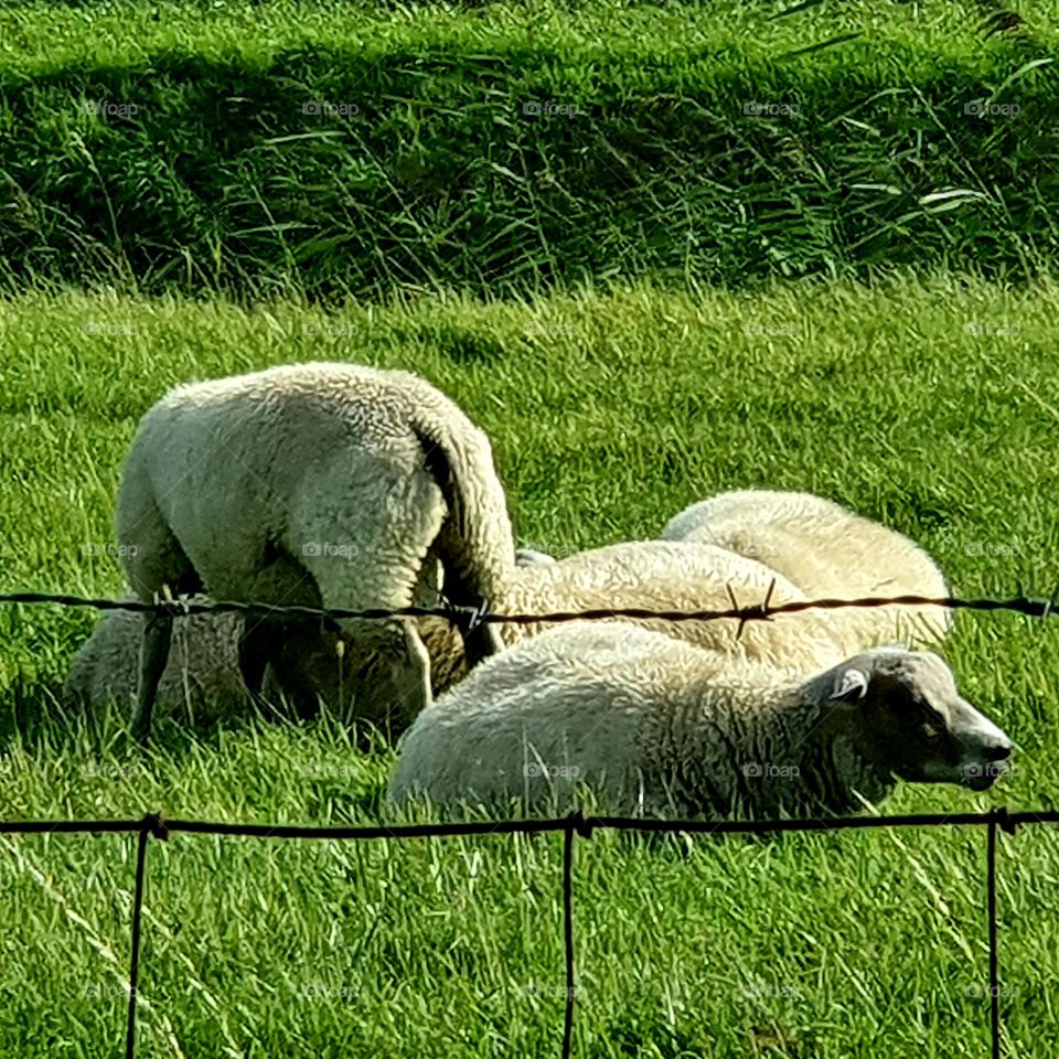 Four steps that lie comfortably in the grass to enjoy the sun