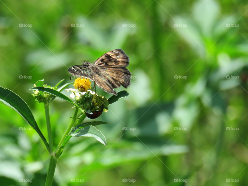Insect on flower
