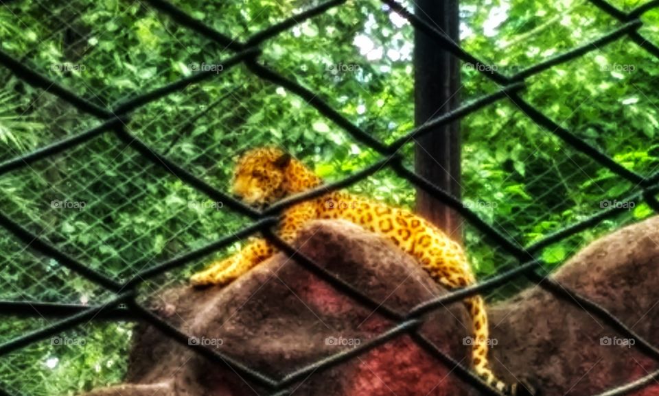 cheetah - Nehru Zoological Park