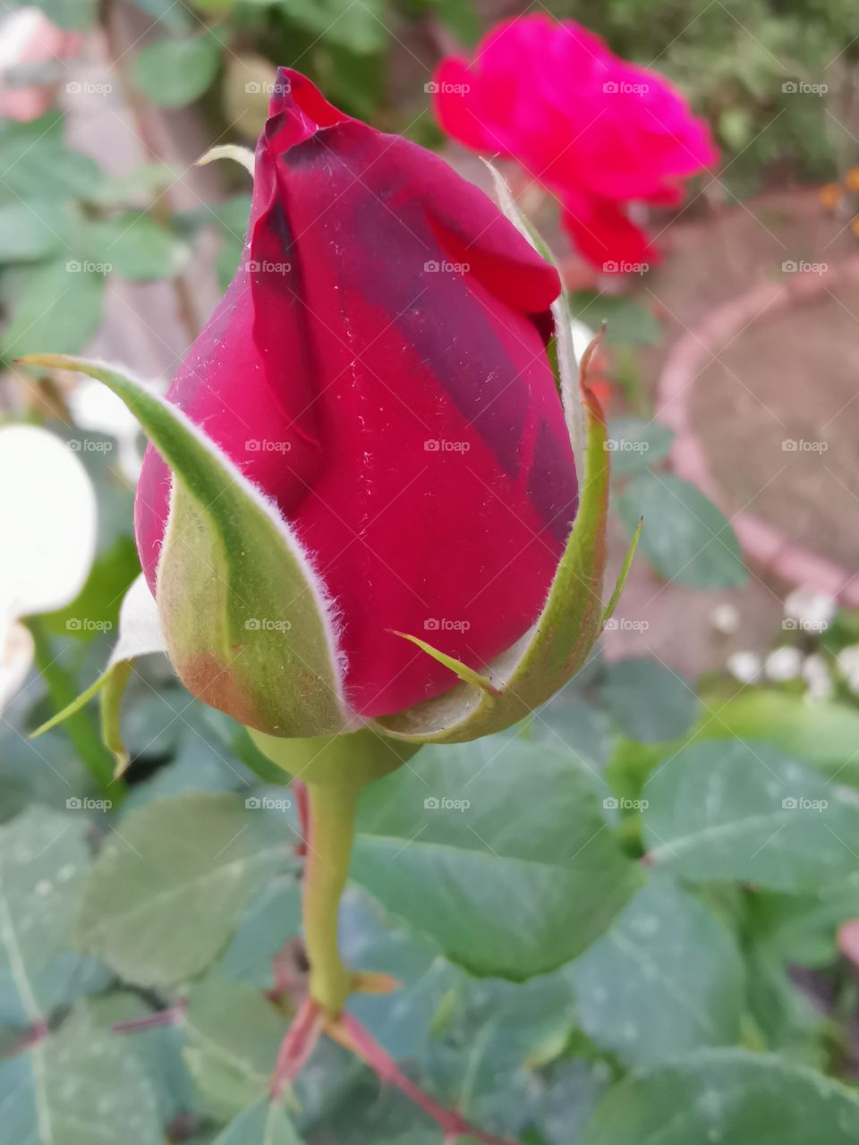 Red Rose