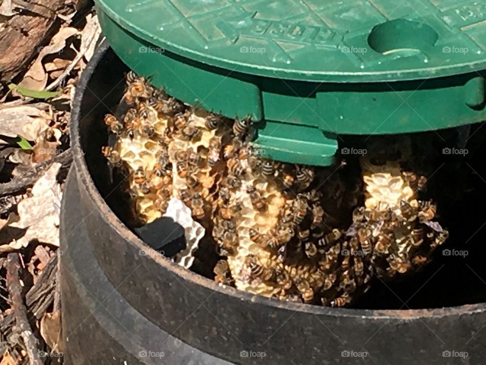bee hive in water pipe cover