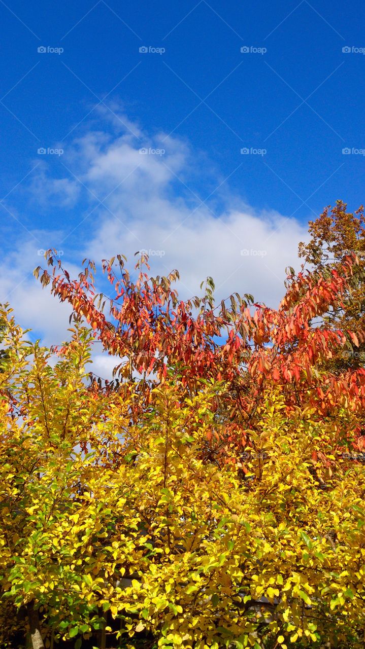 Low angle view of autumn leaves