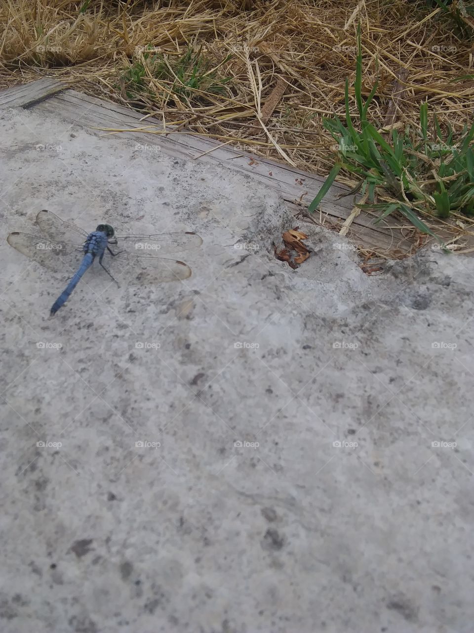 blue dragon fly on concrete