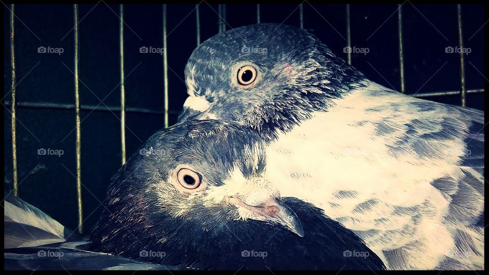 Pigeon love1