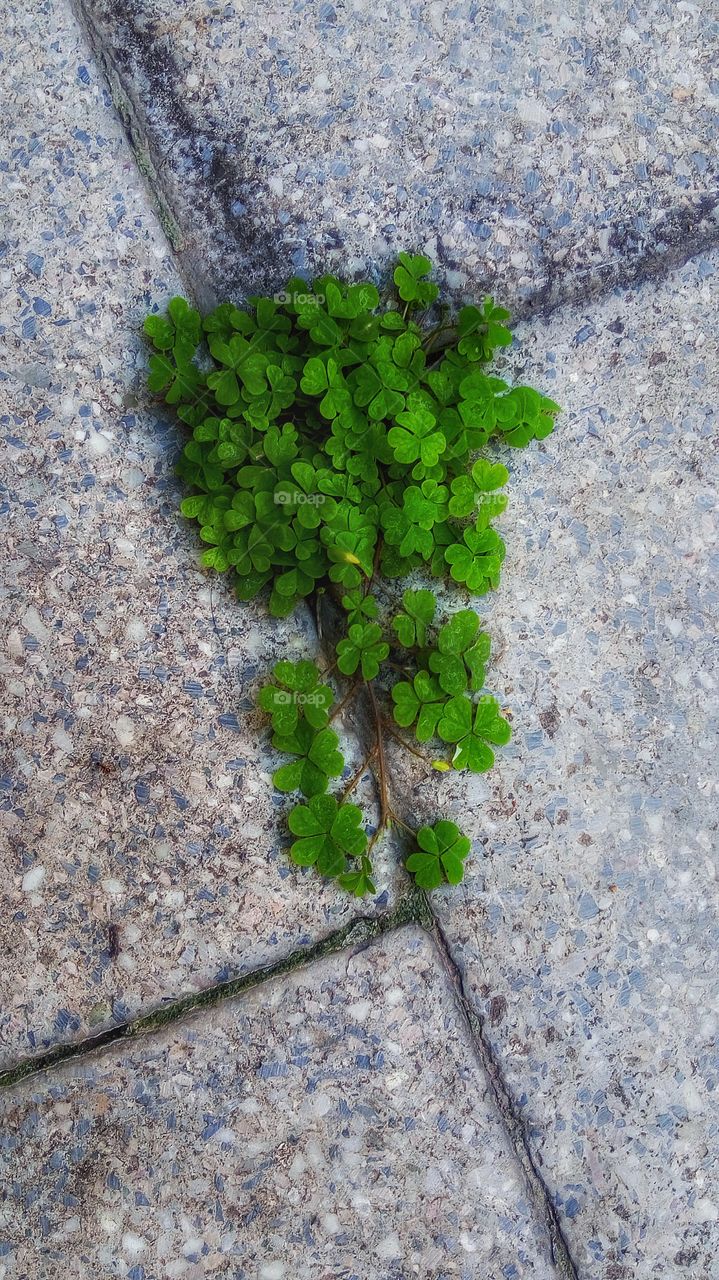 small leafs