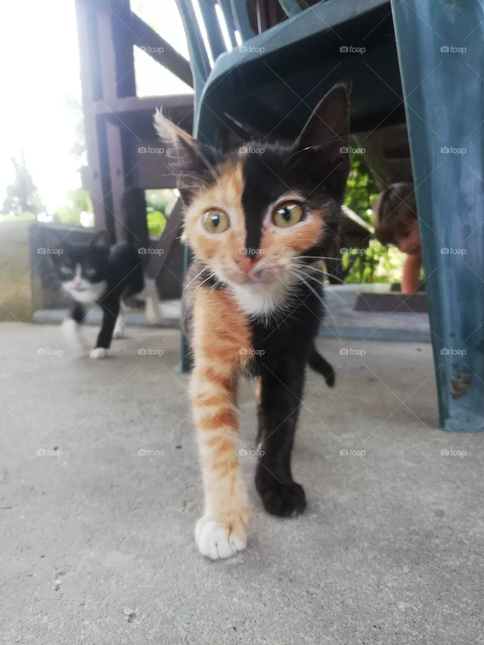 Cat