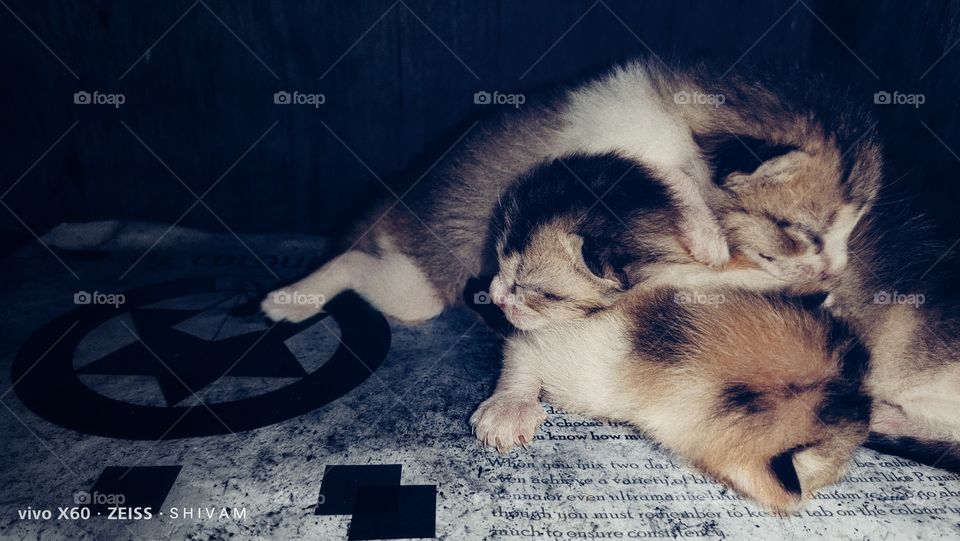 kittens and cuddles❤️