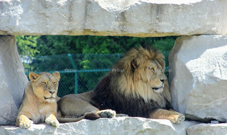 I am the king of the jungle 