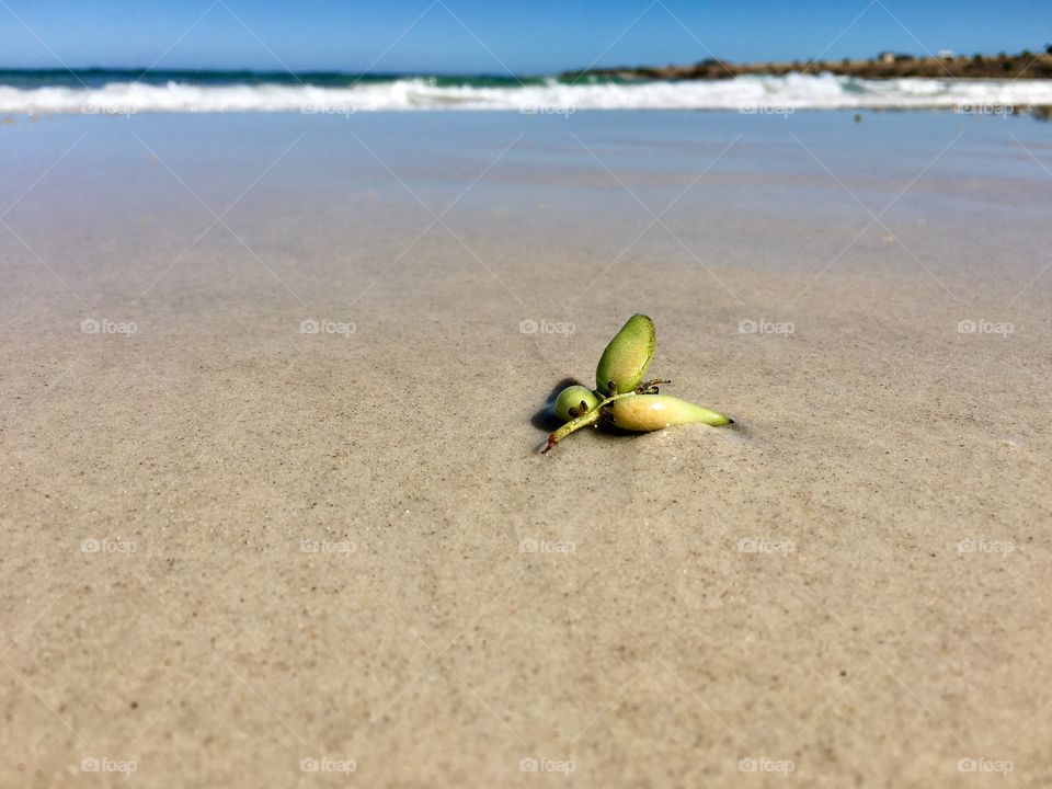 Green seaweed on beach minimalist space for text 