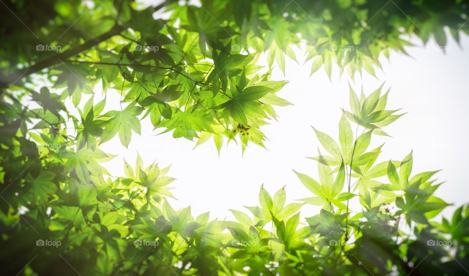 Beautiful green colour maple leaves