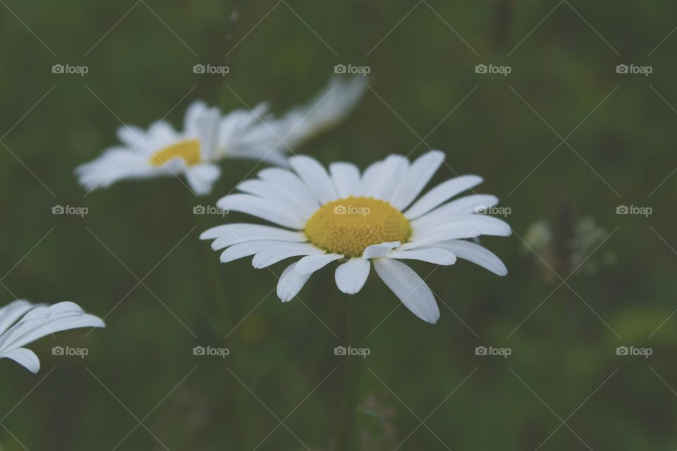 Daisies 