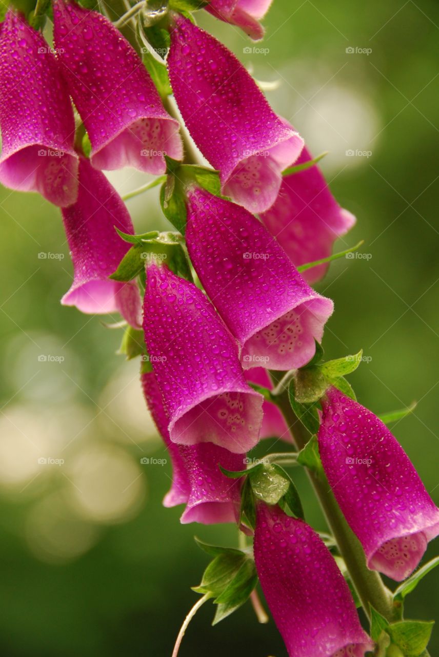 Foxglove . Digitalis Purpurea, common bell shaped wild flowers Has many folklore names but most common is the Foxglove.

