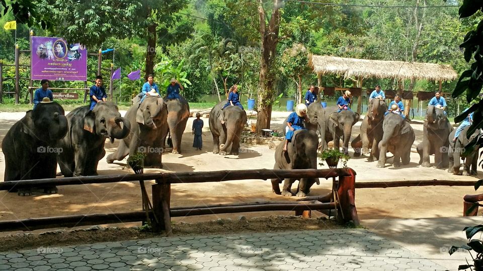 Elephant Greeting