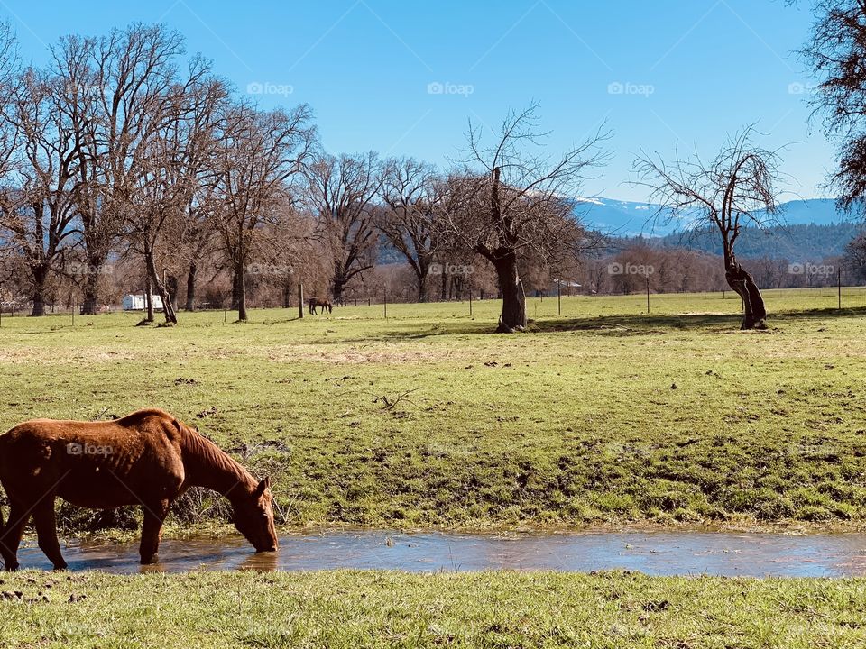Horse drinking from the creek
