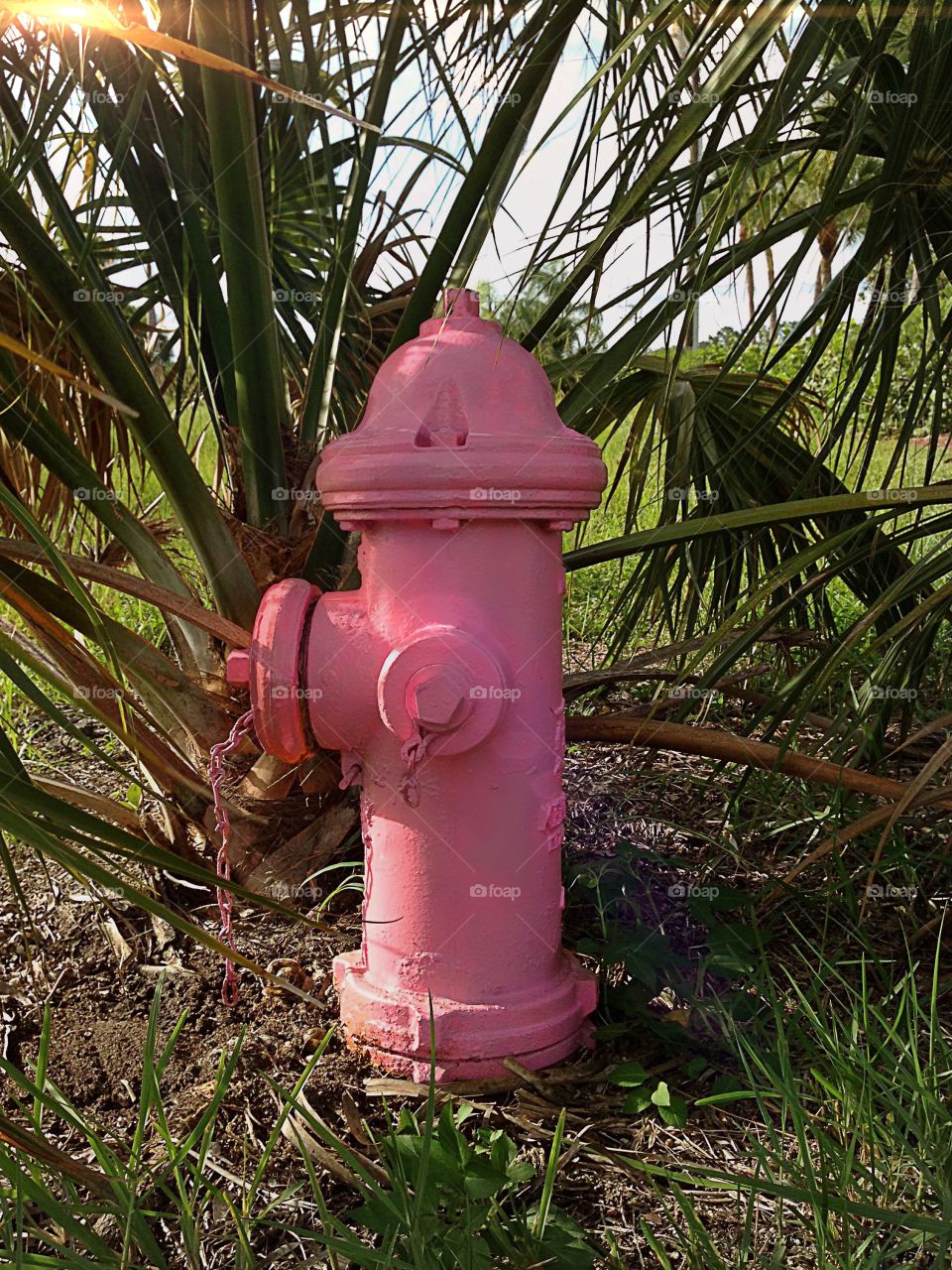 Pretty pink fire hydrant surrounded by palms.