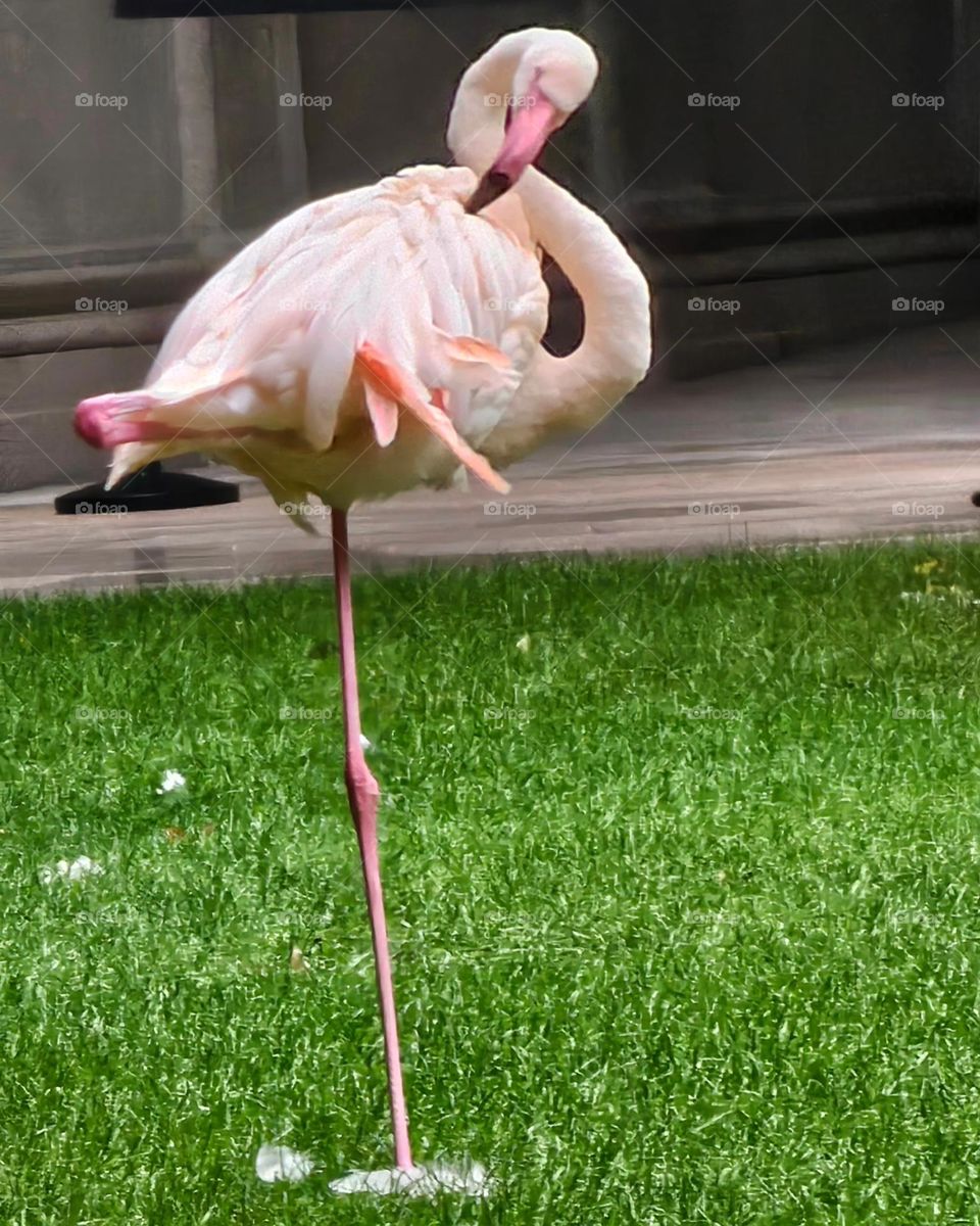 flamand rose à  Milan