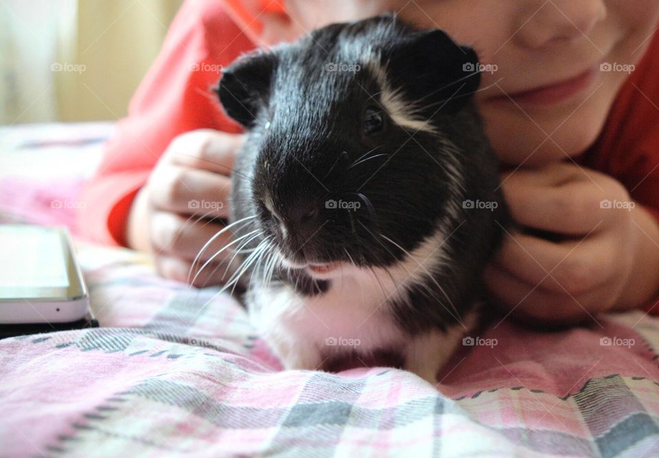 Guinea pig beautiful portrait and child