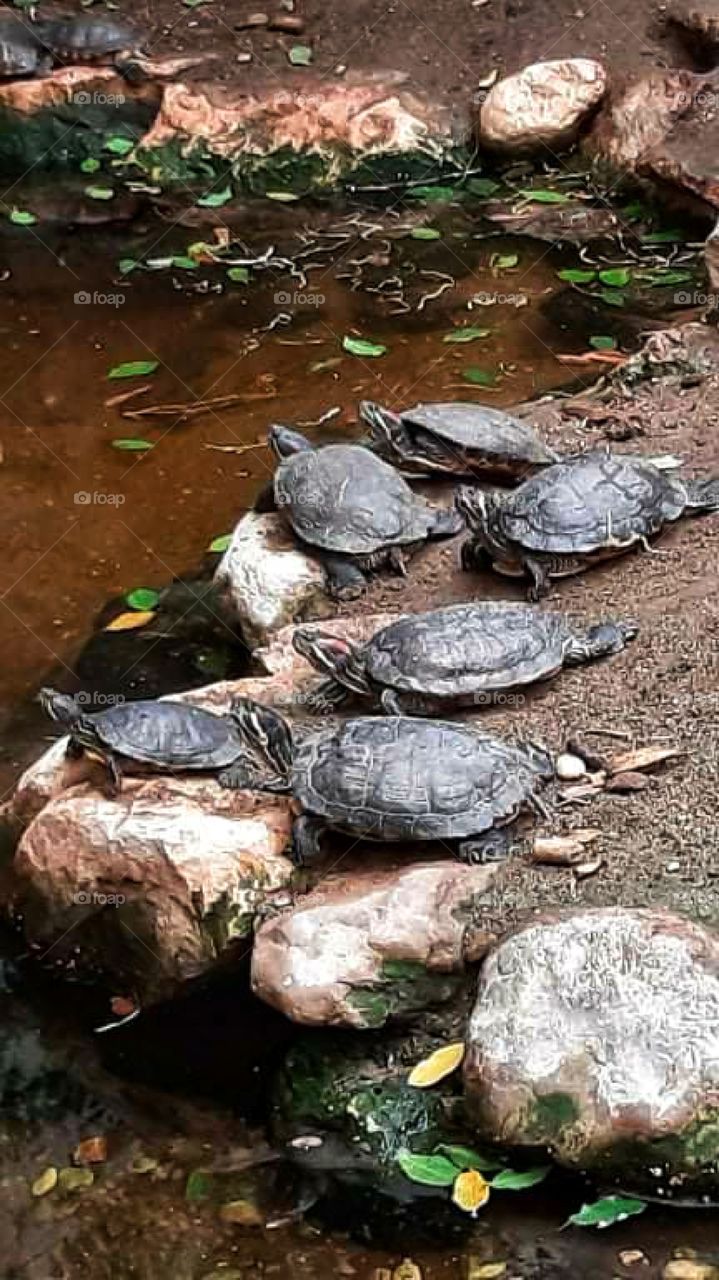 As attentive as a turtle